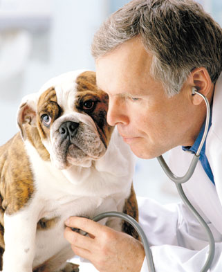 RESPUESTA: Nota de corte Veterinaria